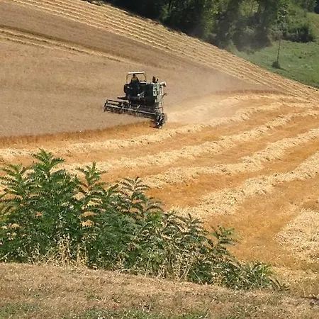 Il Vignolino
